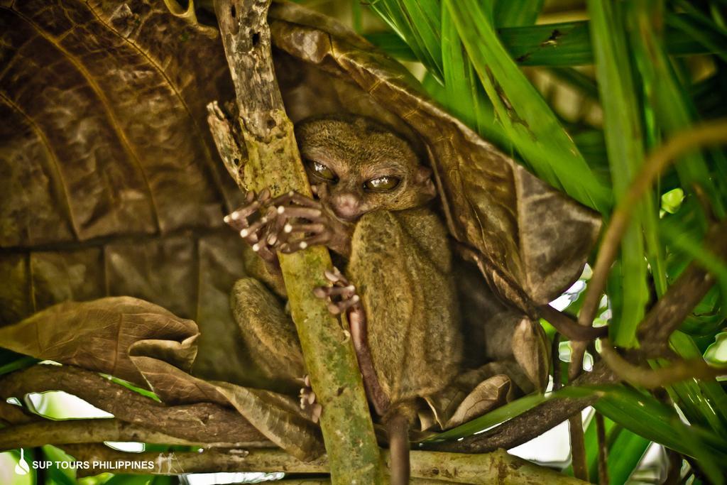 Fox & The Firefly Cottages Loboc Exteriör bild